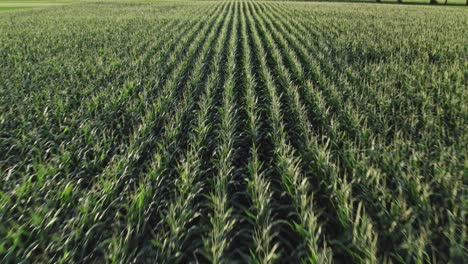 Fast-drone-flyover-of-symmetrical-corn-field-in-green-landscape