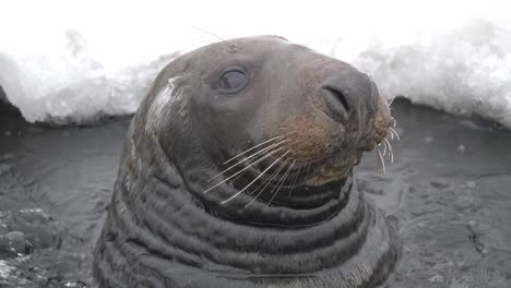 big nosy grey seal deep breathing on a gap at a frozen lake surface - portrait close-up slow-motion