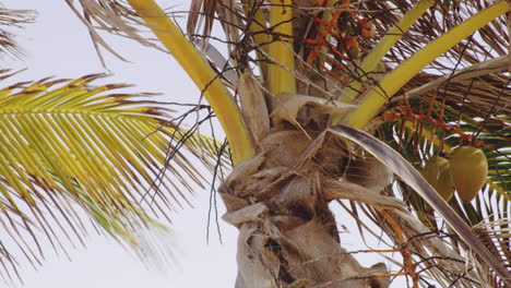cerca del viento moviendo ramas de hojas de palmeras aisladas