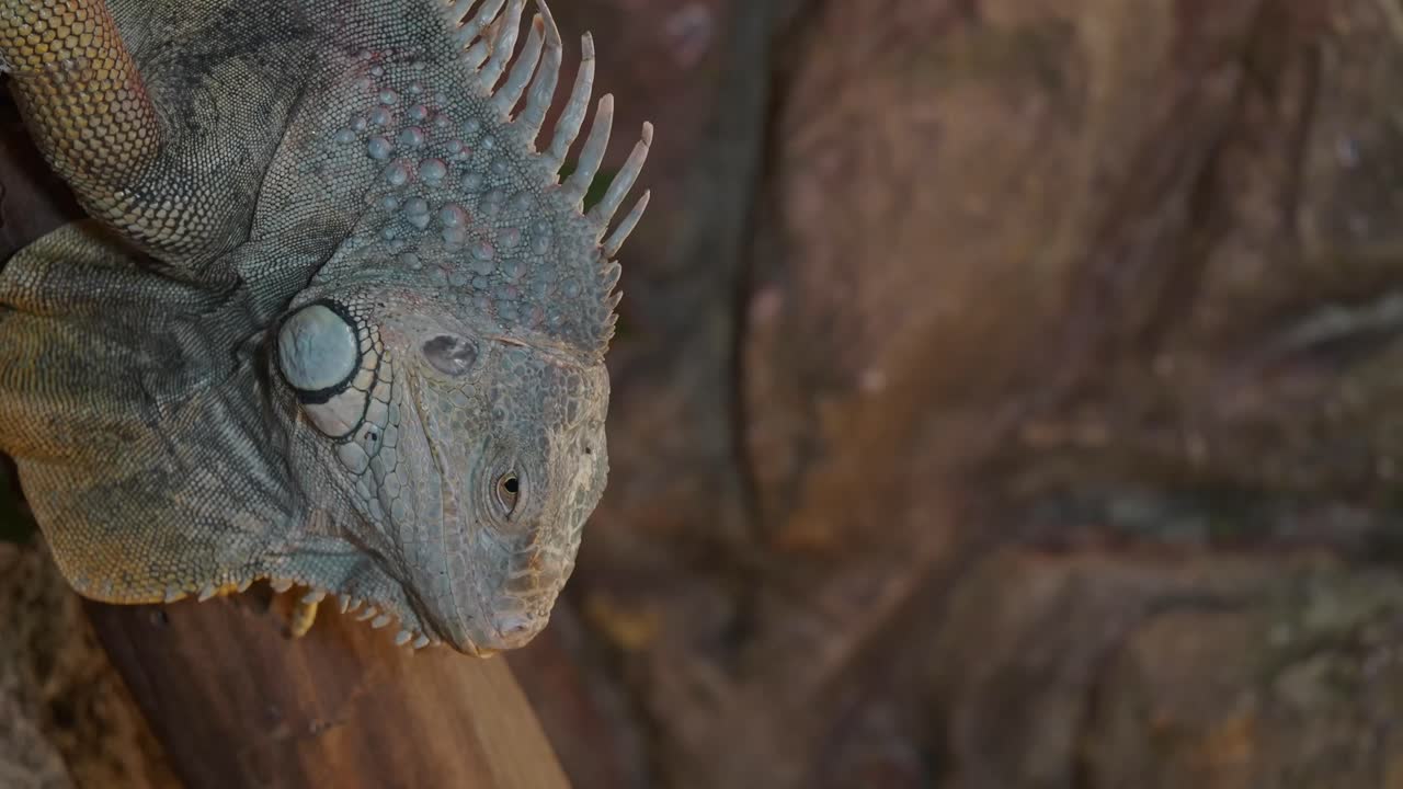 이구아나 의 클로즈업