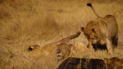 Cerca-De-Leones-Machos-Jóvenes-Jugando