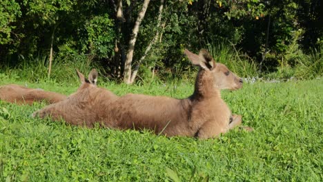 eastern grey kangaroos resting on green field in queensland, australia - wide shot