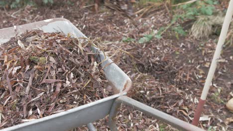 shoveling fallen leaves into a wheelbarrow