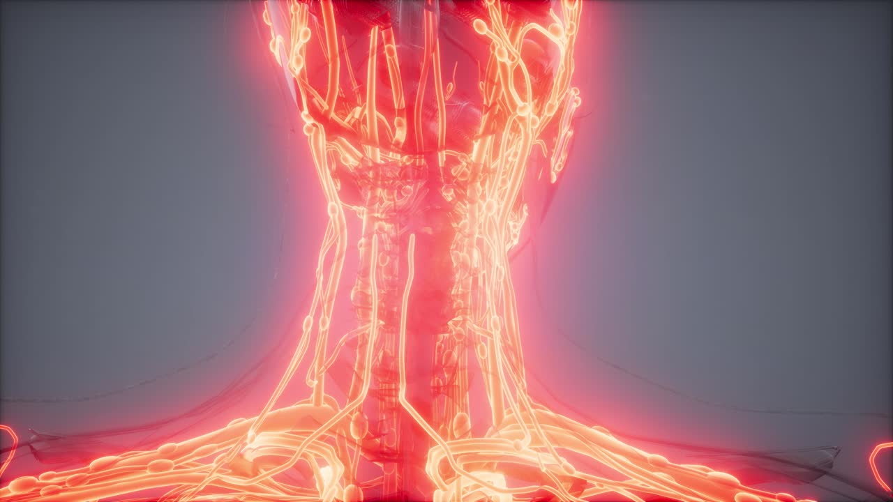 vasos sanguíneos del cuerpo humano