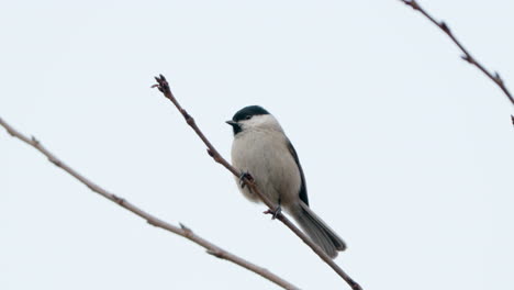 marsh tit fly away from twig against grey winter sky close-up