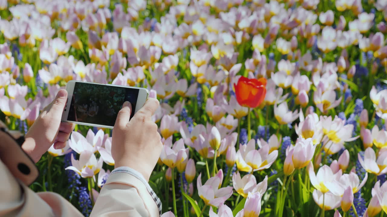 Close-up de Tulipa Vermelha com Foto de Smartphone