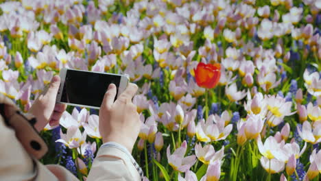 Smatphone-Foto-Nahaufnahme-Der-Roten-Tulpe