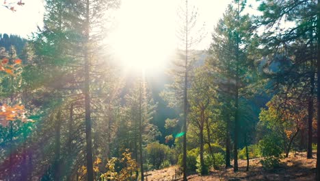 flying through the trees into the setting sun