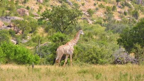jirafa adulta caminando en el parque nacional kruger, sudáfrica