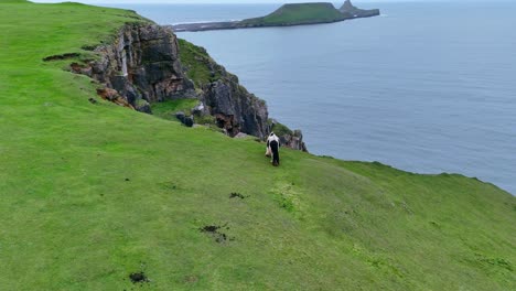 rhossili pony grazing a top the lush grassy headland overlooking rhossili bay wales