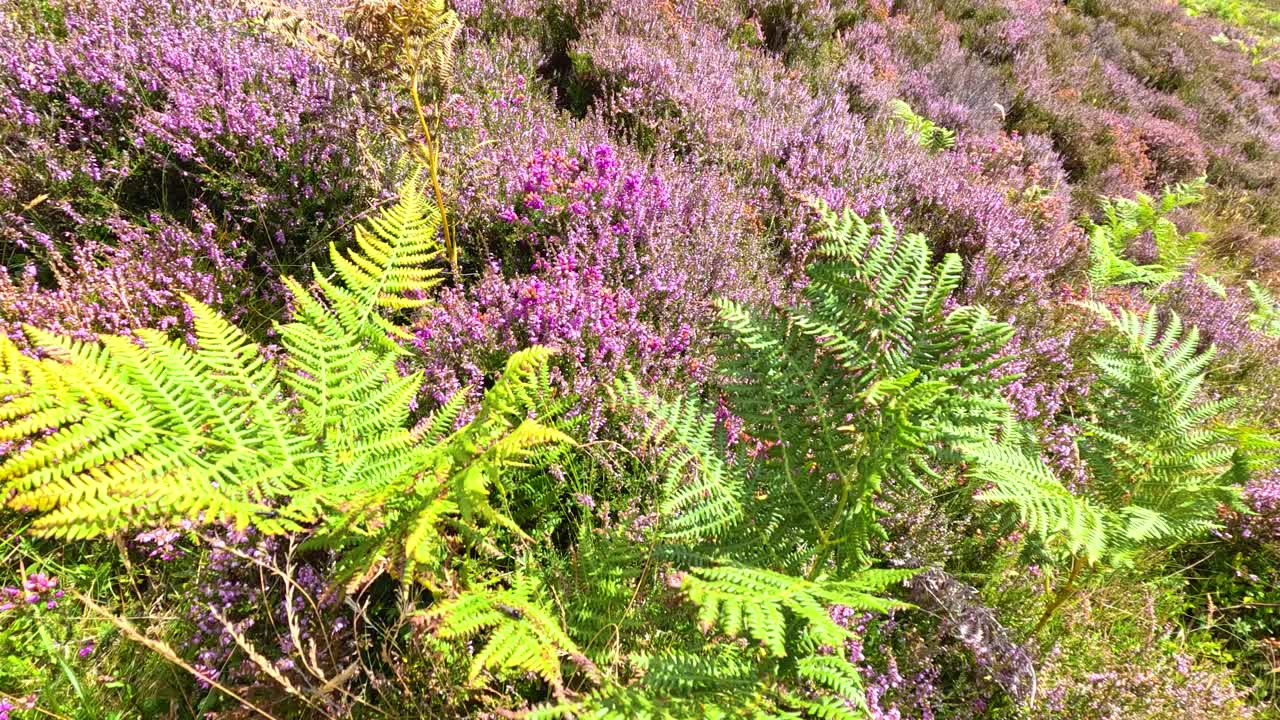 Bright green fern fronds move gently in the wind amid blooming purple heather on a sunlit hillside, captured in a steady, natural daylight shot
