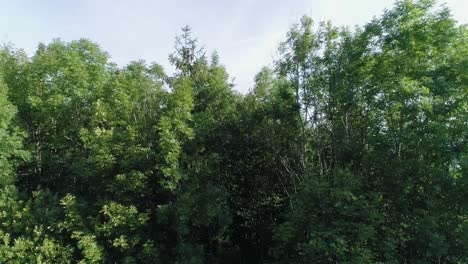 Revelación-Aérea-Ascendente-Tomada-Sobre-Los-árboles-De-La-Campiña-De-Bayern-En-Un-Hermoso-Día-Soleado-De-Verano-Con-Granjas-Y-Campos-Extendidos-Hasta-El-Horizonte