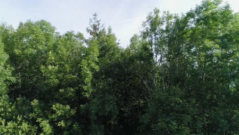 revelación aérea ascendente filmada sobre árboles de la campiña del bayern en un hermoso día soleado de verano con granjas y campos extendidos hasta el horizonte