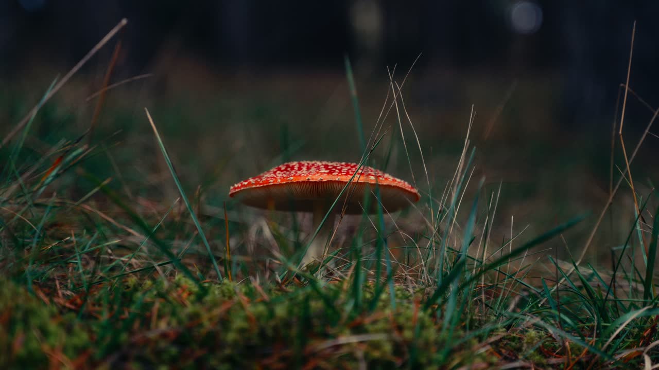 Close-up of a Red and White Spotted Fly Agaric Mushroom in Forest