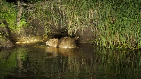 close up on european beaver biting tree branch eating bark biebrza national park, poland