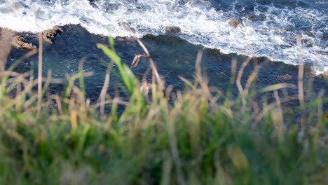 Looking-through-grass-on-cliff-top-at-white-wash-waves-rolling-into-shore-over-rocky-shallows-in-beautiful-green-blue-ocean-in-wilderness-of-New-Zealand-Aotearoa