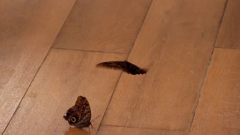 a butterfly takes off from a wooden floor