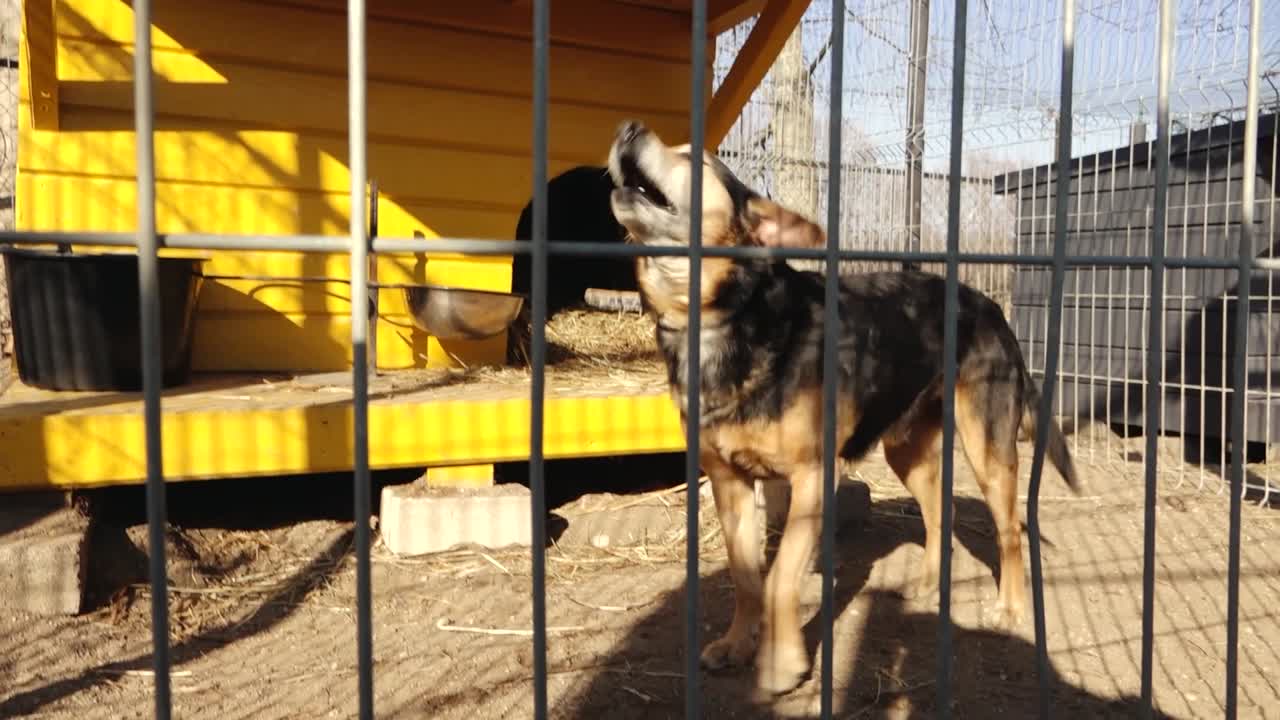 Perro mestizo amigable con pelaje negro y fuego moviendo la cola dentro de una jaula de metal, boca abierta en expresión de alegría, iluminado por la cálida luz del sol en un refugio al aire libre