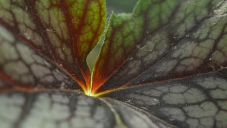 hoja única iluminada con venas oscuras, un primerísimo plano