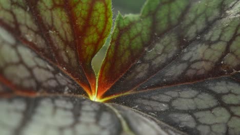 beleuchtetes einzelnes blatt mit dunklen adern, extreme nahaufnahme