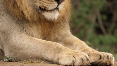 Closeup-Tilt-Down-from-Adult-Male-Lion's-Head-to-Large-Paws-Laying-on-Ground