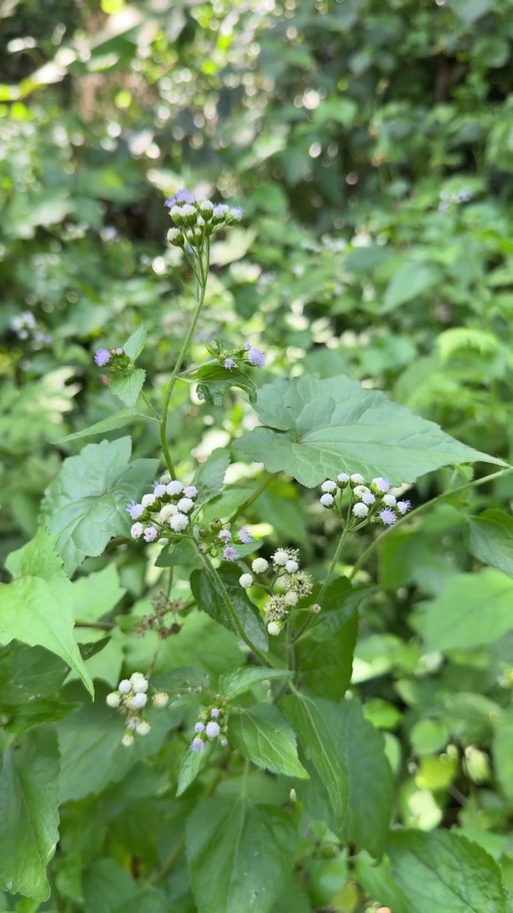 Small Wild Flowers Blooming in a Lush Green Forest
