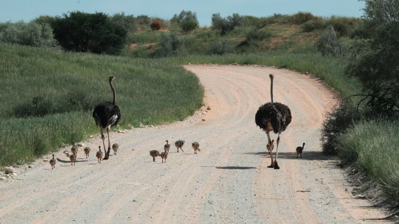 A family of ostriches with very small, young, baby chicks, walks on a dirt road in the Kalahari national park of South Africa