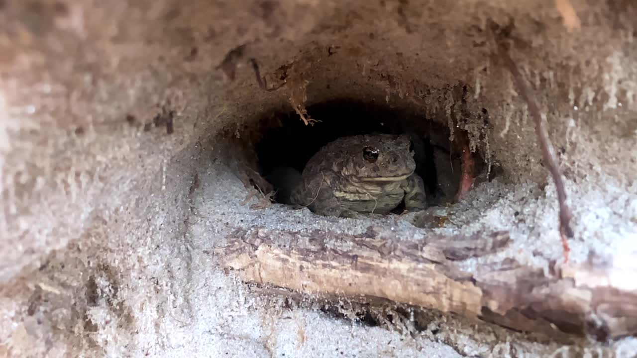 Toad attempts to eat a bug but misses. Tries again and succeeds. Slow motion 240 FPS