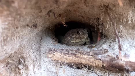 toad attempts to eat a bug but misses. tries again and succeeds. slow motion 240 fps