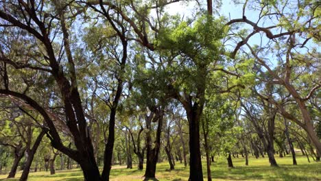 la cámara se inclina hacia arriba mostrando árboles y el cielo en el parque