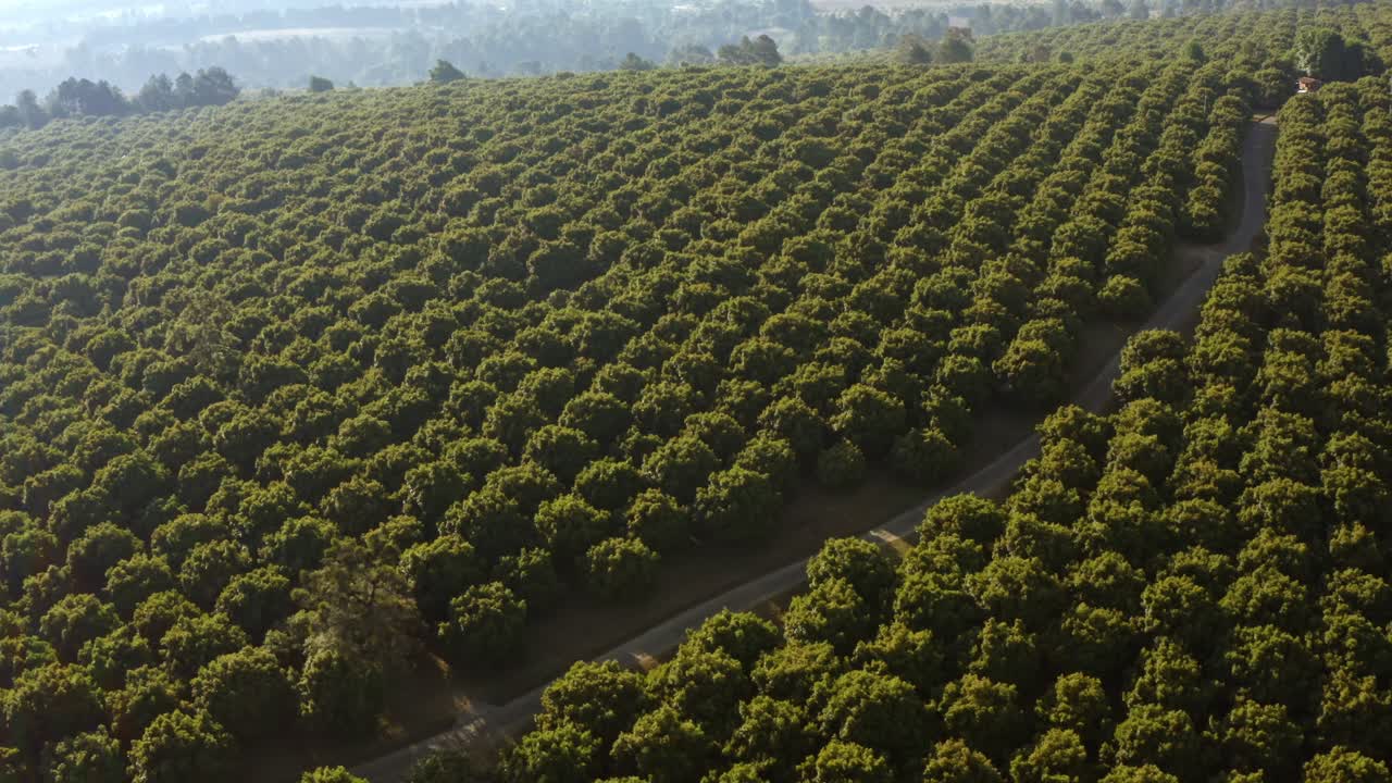 A scenic path winds through lush green avocado orchards and agricultural fields