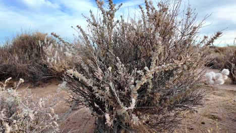 scrub brush in the mojave desert landscape and habitat