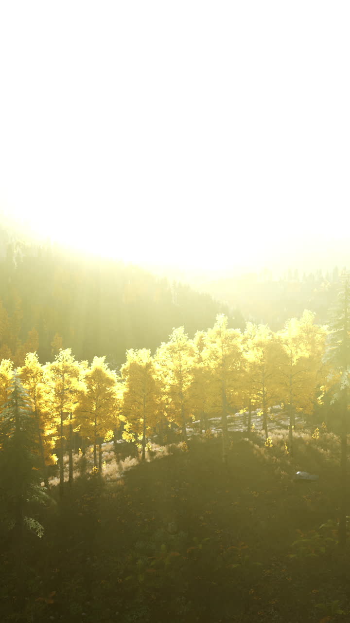 황금빛의 빛이 안개 숲을 고