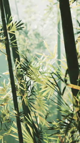 close-up of bamboo forest