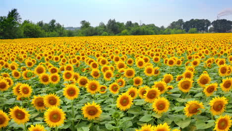 agriculture field with blooming sunflowers. summer landscape with yellow farm field with sunflowers. flight over the beautiful sunflowers field. summer landscape with sunflowers.