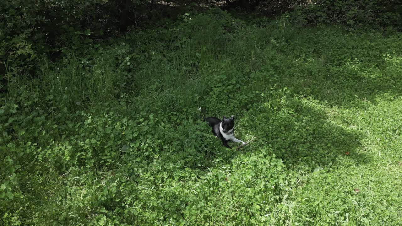 Border collie playing energetically with wooden stick, running through lush green clover covered meadow, embodying canine joy and freedom during bright summer day