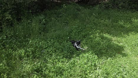 border collie playing energetically with wooden stick, running through lush green clover covered meadow, embodying canine joy and freedom during bright summer day