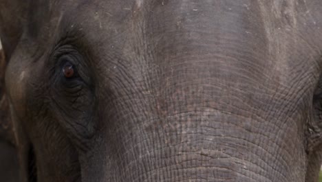 detailed view of an elephant's eye and textured skin, highlighting its unique features and expressions.