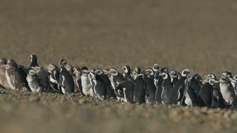 large huddle of penguins in patagonia