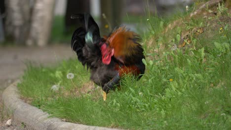 Cámara-Lenta-De-Gallo-Asiático-Colorido---Tiro-Medio-De-Mano