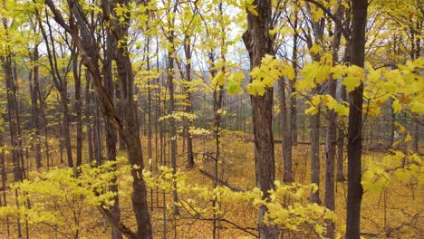 canada autumn fall season yellow maple tree forest nature canopy woodland outdoor