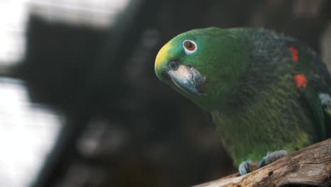 green parrot macro close up - handheld view - eupsittula canicularis