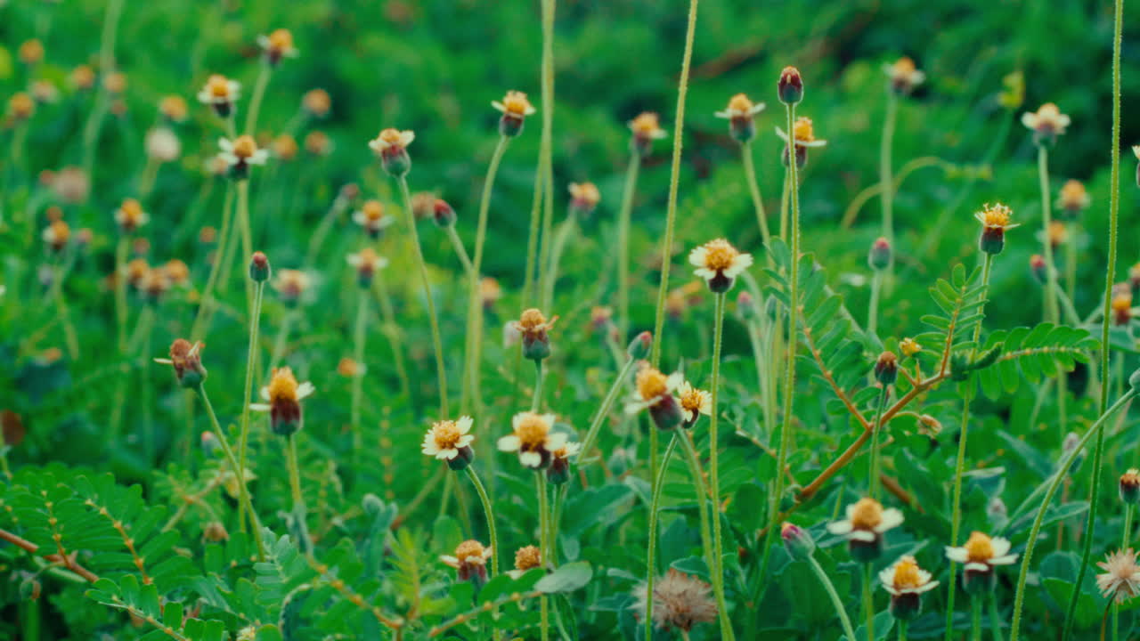 Small White and Yellow Flowers in a Field