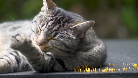 beautiful gray tabby cat licking his paw and leg cleaning himself