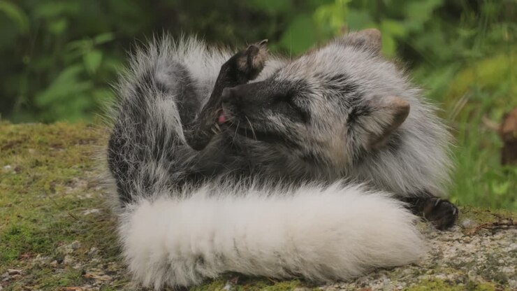 Volpe artica (Vulpes lagopus) conosciuta anche come volpe bianca, volpe polare o volpe delle nevi. Vive nelle regioni artiche dell'emisfero settentrionale ed è comune in tutta la tundra artica