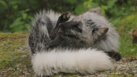 Polarfuchs-(Vulpes-Lagopus),-Auch-Bekannt-Als-Weißfuchs,-Polarfuchs-Oder-Schneefuchs.-Lebt-In-Den-Arktischen-Regionen-Der-Nördlichen-Hemisphäre-Und-Ist-In-Der-Gesamten-Arktischen-Tundra-Verbreitet.