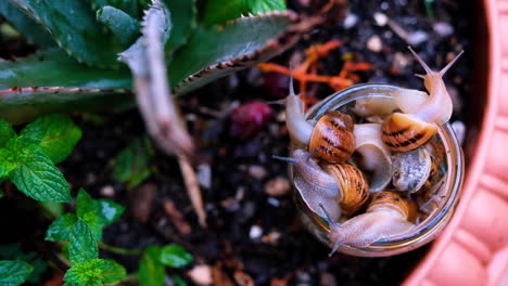 caracoles de jardín comunes que se escapan de la jarra, tercios