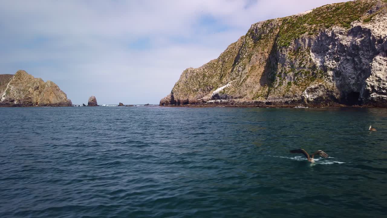 Gimbal close-up shot from a moving boat of California brown pelicans floating on the ocean at Middle Anacapa Island in Channel Islands National Park, California