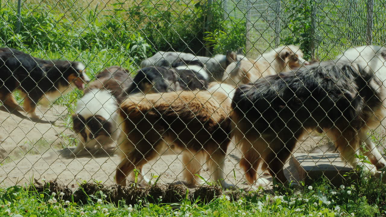 조류 사육장에 있는 호주 셰퍼드 품종의 활성 개