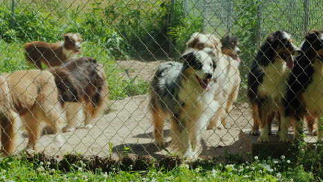 active dogs of the breed australian shepherd in the aviary